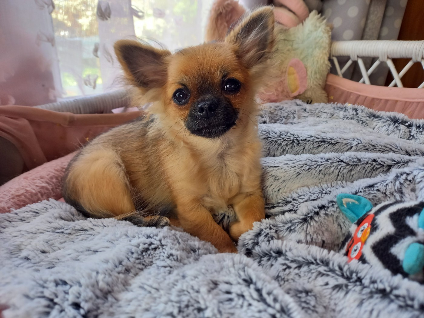Des Petites Brindilles - Chiots disponibles - Chihuahua