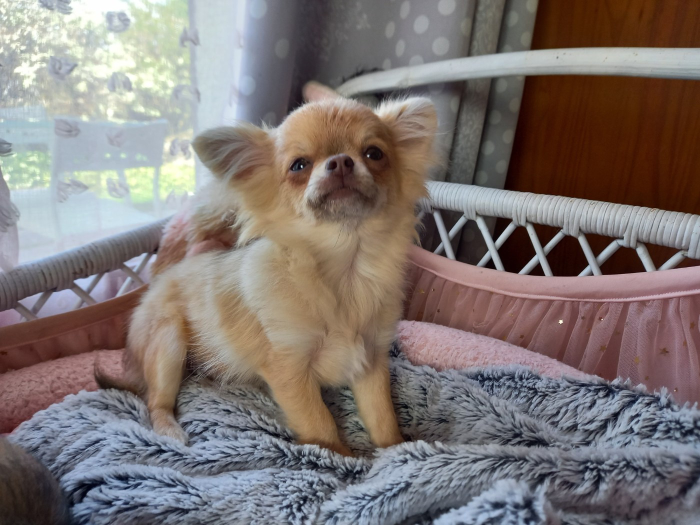 Des Petites Brindilles - Chiots disponibles - Chihuahua