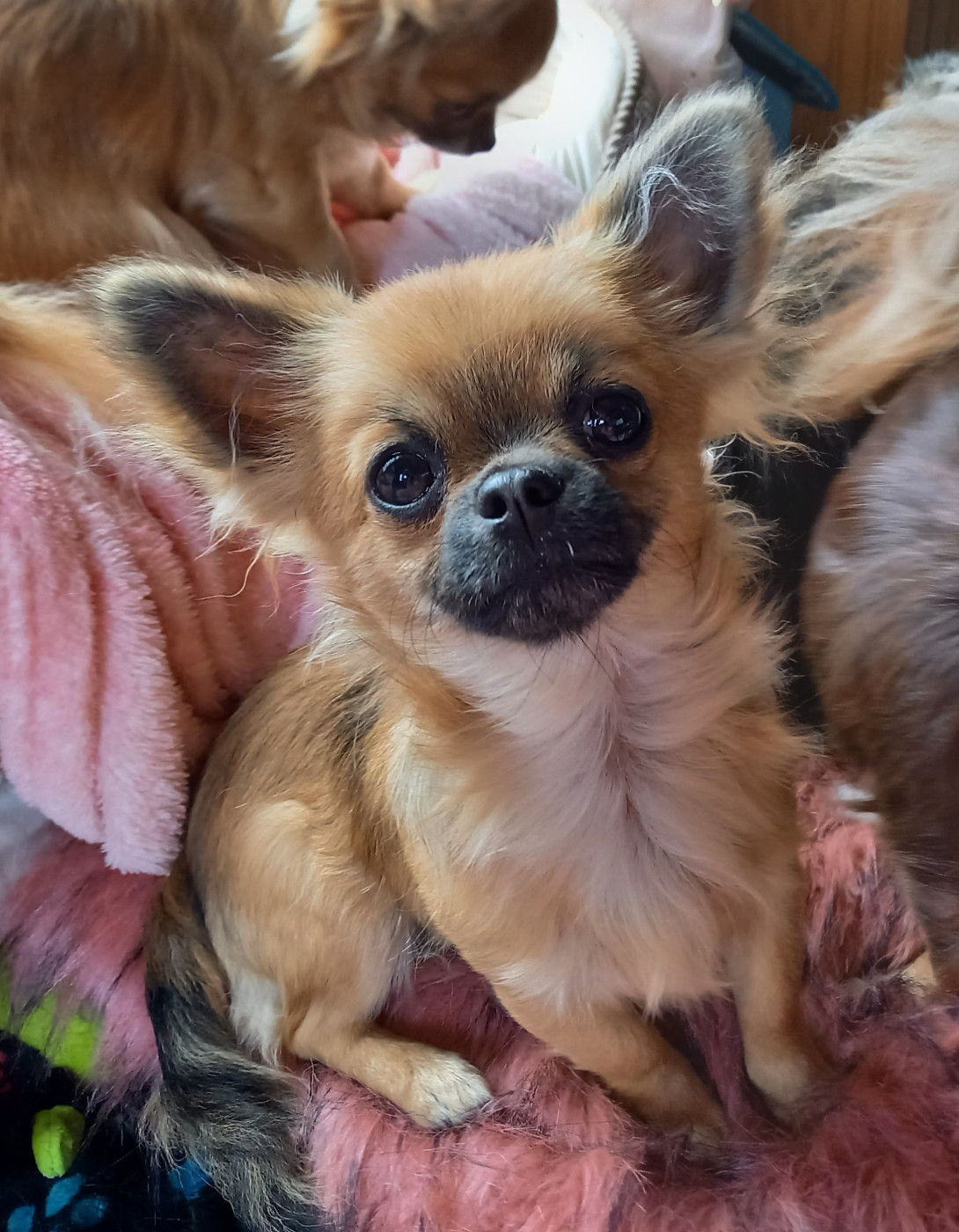 Des Petites Brindilles - Chiots disponibles - Chihuahua