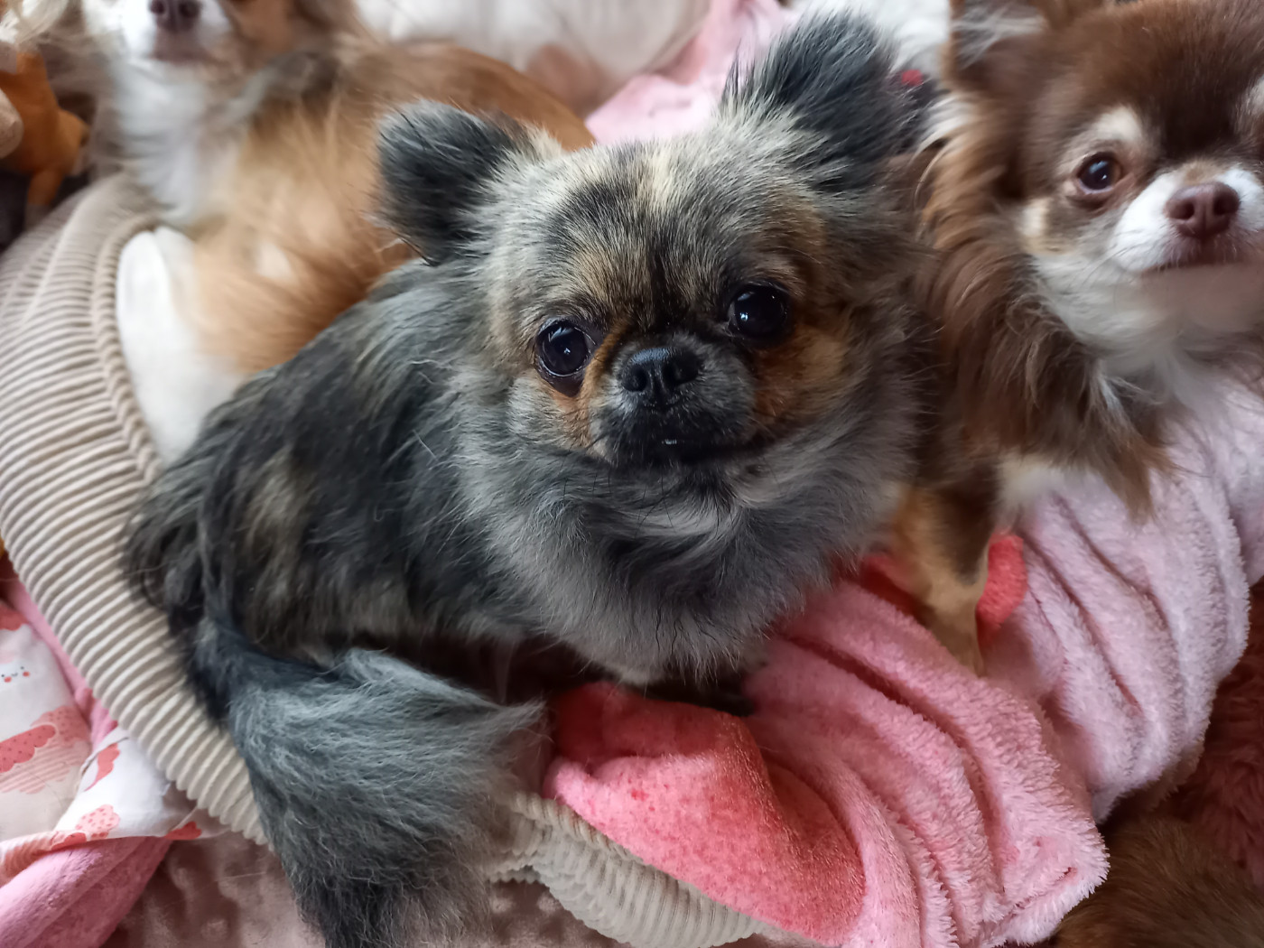 Des Petites Brindilles - Chiots disponibles - Chihuahua