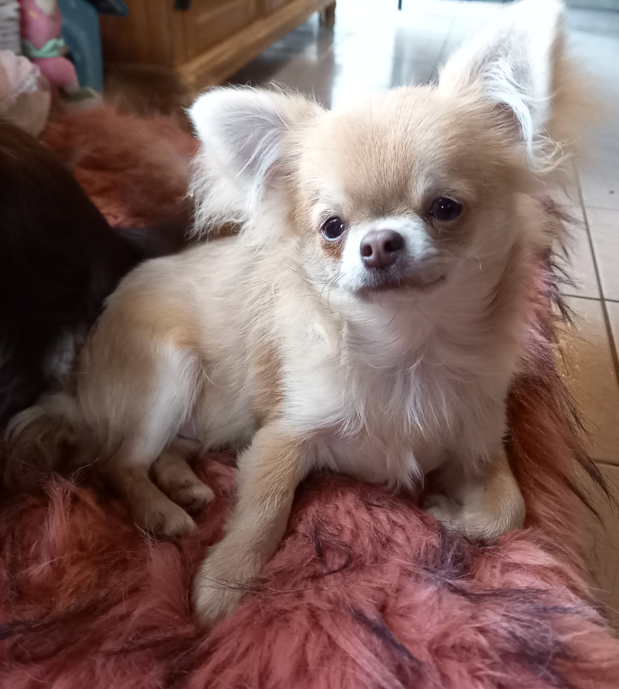 Des Petites Brindilles - Chiots disponibles - Chihuahua