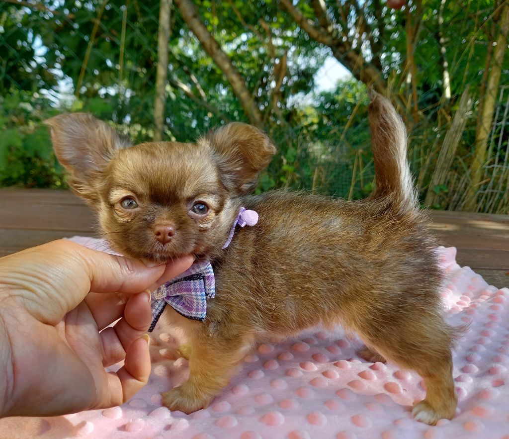Des Petites Brindilles - Chiots disponibles - Chihuahua