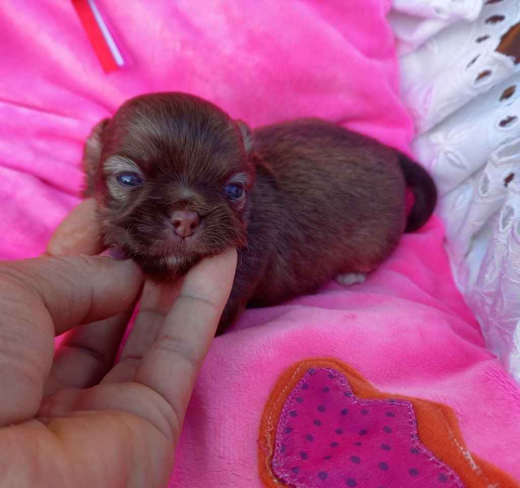 Des Petites Brindilles - Chiots disponibles - Chihuahua
