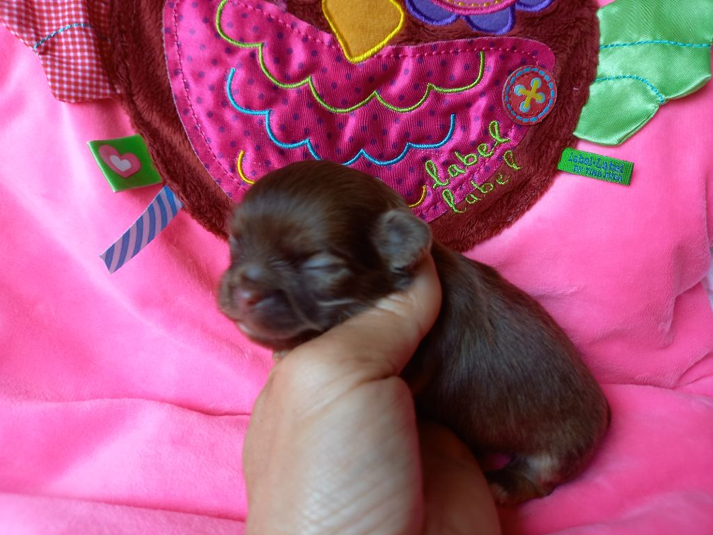 Des Petites Brindilles - Chiots disponibles - Chihuahua