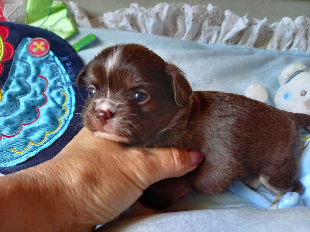 Des Petites Brindilles - Chiots disponibles - Chihuahua