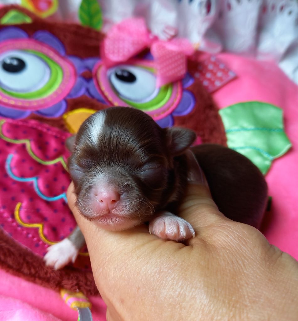 Des Petites Brindilles - Chiots disponibles - Chihuahua