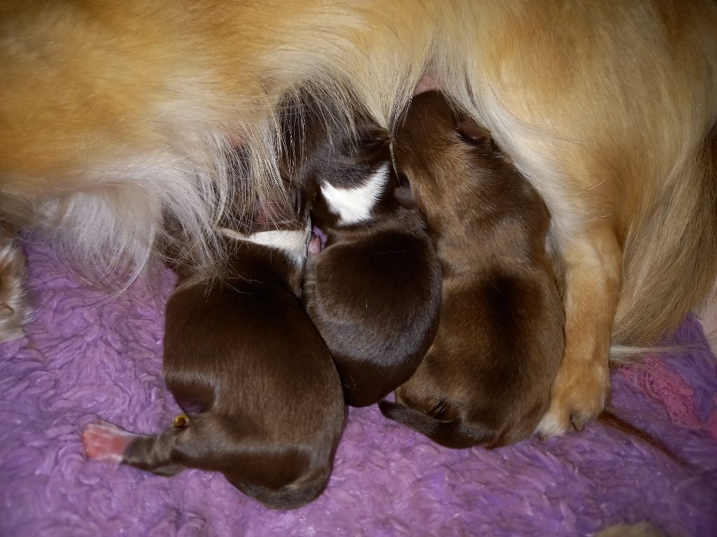 Chiot Chihuahua Des Petites Brindilles