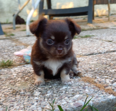 Chiot N°1