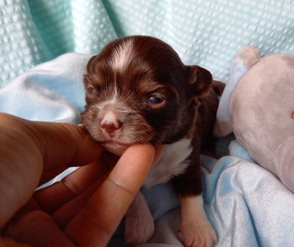 Des Petites Brindilles - Chiots disponibles - Chihuahua