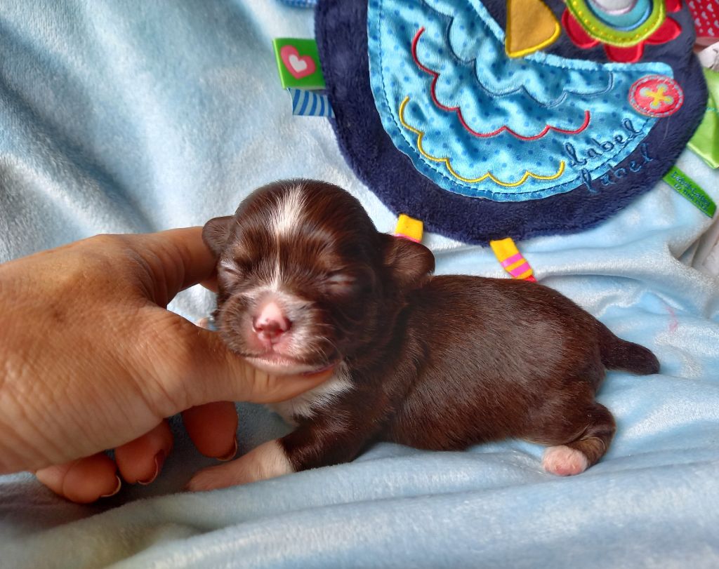 Des Petites Brindilles - Chiots disponibles - Chihuahua