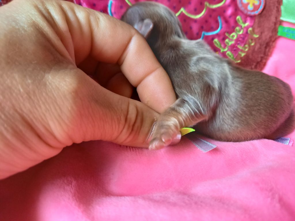 Des Petites Brindilles - Chiots disponibles - Chihuahua