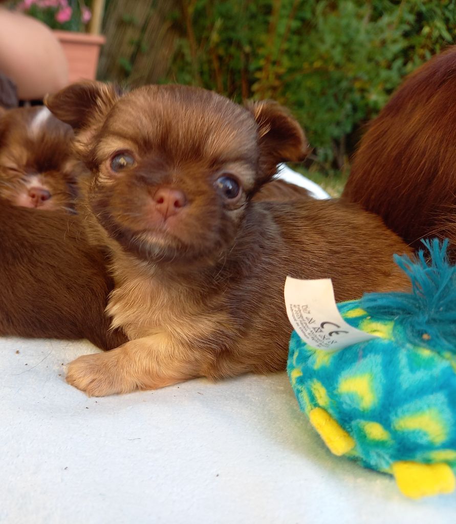 Des Petites Brindilles - Chiots disponibles - Chihuahua