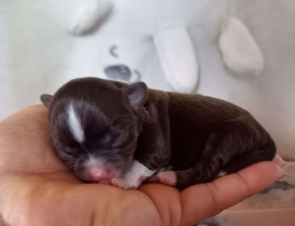 Des Petites Brindilles - Chiots disponibles - Chihuahua